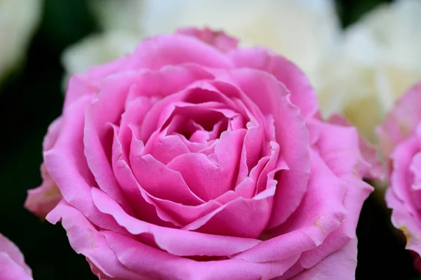 Zblízka Úžasné Růže Květiny Kytice — Stock fotografie