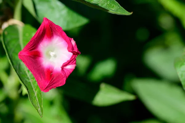 Belas Flores Crescendo Jardim Verão Dia Ensolarado — Fotografia de Stock