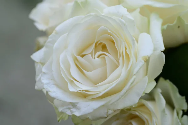 Close Amazing Roses Flowers Bouquet — Stock Photo, Image