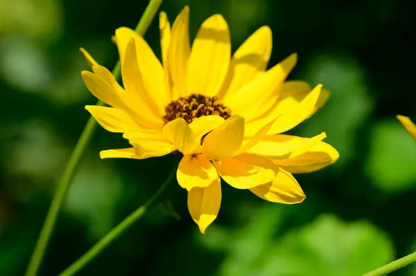 Schöne Blumen Wachsen Garten Sonnigen Sommertag — Stockfoto