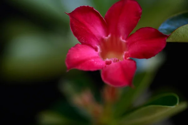 Belles Fleurs Poussant Dans Jardin Journée Ensoleillée Été — Photo