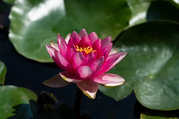 Beautiful Pink Lotus Flower Pond — Stock Photo, Image