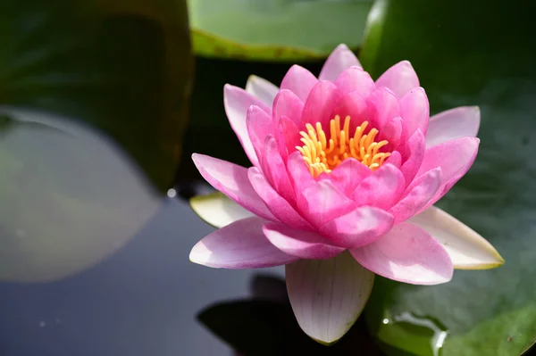 Beautiful Pink Lotus Flower Pond — Stock Photo, Image