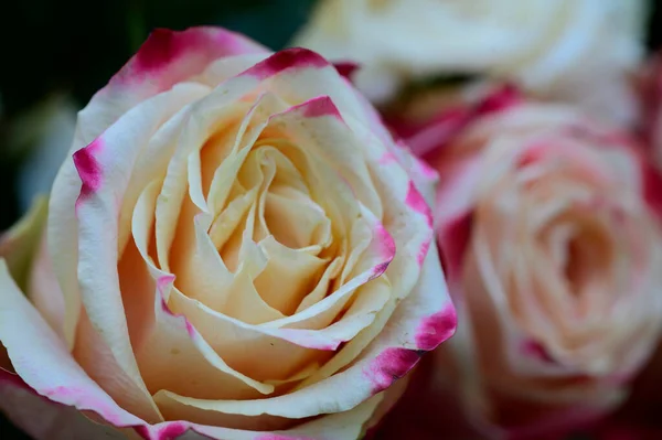 Close Rosas Incríveis Flores Buquê — Fotografia de Stock