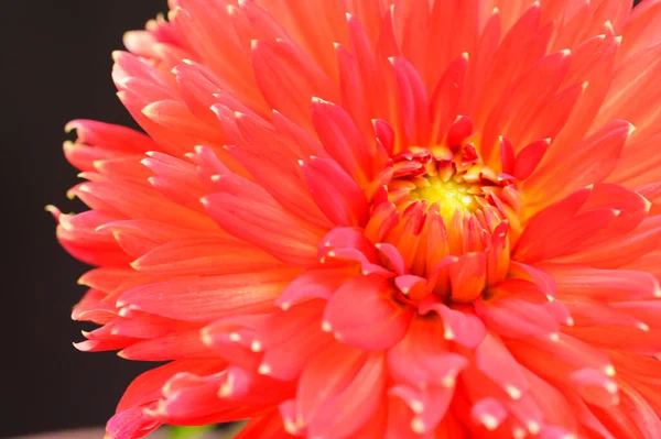 Bela Flor Vermelha Vista Perto — Fotografia de Stock