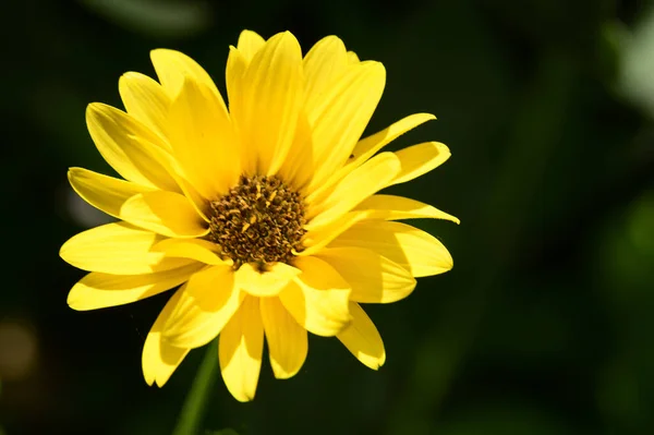 Hermosas Flores Que Crecen Jardín Verano Día Soleado — Foto de Stock