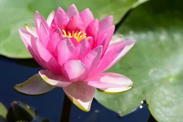 Beautiful Pink Lotus Flower Pond — Stock Photo, Image