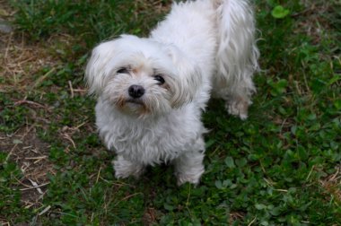 Tatlı köpek yaz günü dışarıda eğleniyor.