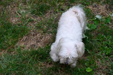Tatlı köpek yaz günü dışarıda eğleniyor.