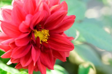 Güneşli yaz gününde bahçede büyüyen güzel bir çiçek. 