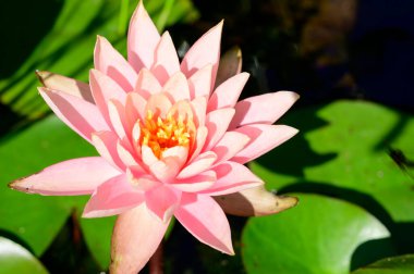 Güzel çiçek açan nilüfer çiçekleri yaz günü gölette büyür. 