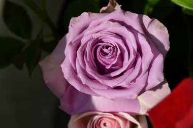 Güneşli yaz gününde bahçede yetişen güzel çiçekler. 