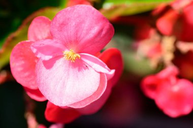 Güneşli yaz gününde bahçede büyüyen güzel bir çiçek. 