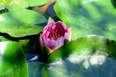 Güzel çiçek açan nilüfer çiçekleri yaz günü gölette büyür. 
