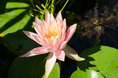 Güzel çiçek açan nilüfer çiçekleri yaz günü gölette büyür. 