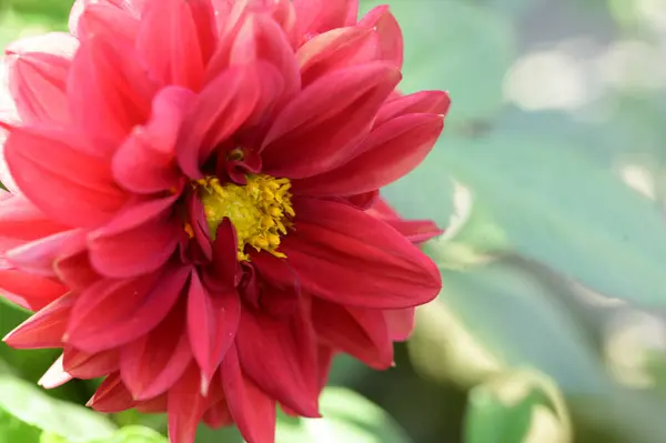 Belle Fleur Poussant Dans Jardin Journée Ensoleillée Été — Photo