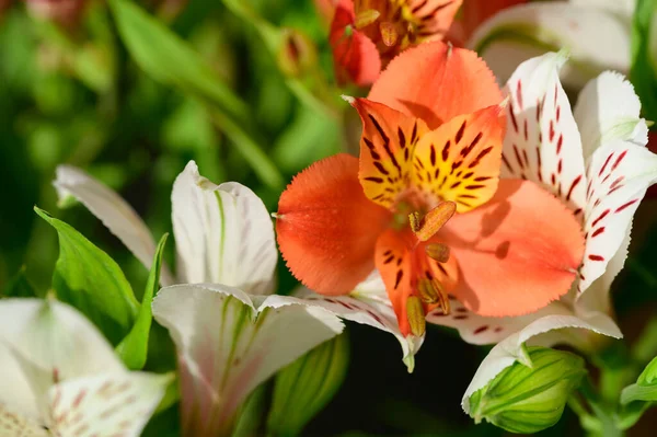 Buquê Flores Bonitas Livre Conceito Verão Vista Perto — Fotografia de Stock