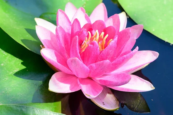 Beautiful Blooming Lotus Growing Pond Summer Day — Stock Photo, Image