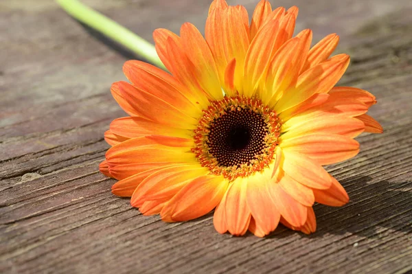 Krásná Gerbera Květina Dřevěném Pozadí Letní Koncept Zblízka — Stock fotografie