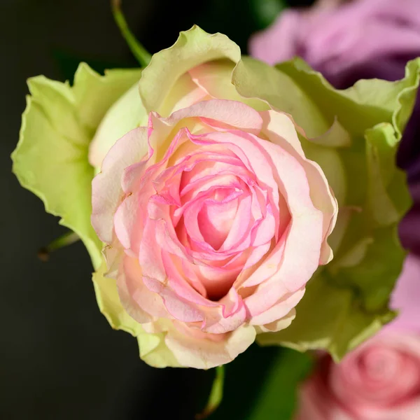 夏の晴れた日に庭で育つ美しいバラの花 — ストック写真