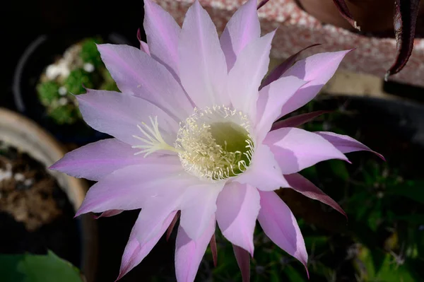 Güneşli yaz gününde bahçede büyüyen güzel bir çiçek. 