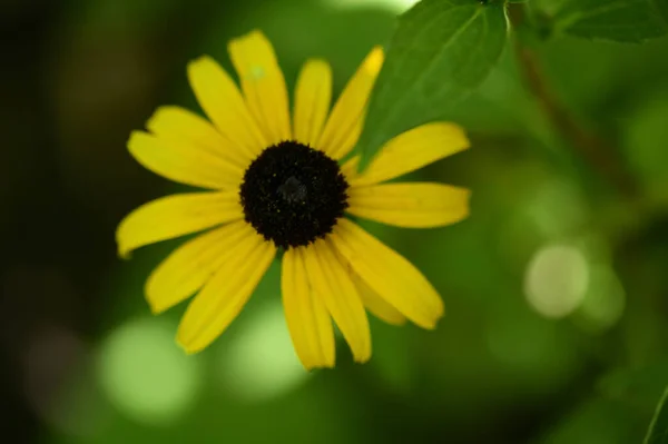 夏の晴れた日に庭で成長する美しい花 — ストック写真