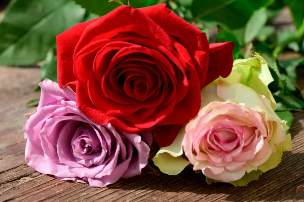 Krásné Růže Dřevěném Pozadí Letní Koncept Zblízka — Stock fotografie