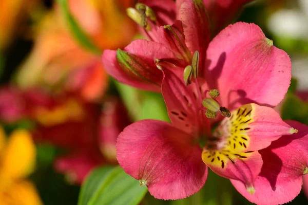 Bukiet Pięknych Kwiatów Zewnątrz Koncepcja Latem Widok Bliska — Zdjęcie stockowe