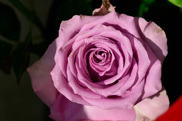 ดอกก หลาบท สวยงามท บโตในสวนในว แดดร — ภาพถ่ายสต็อก