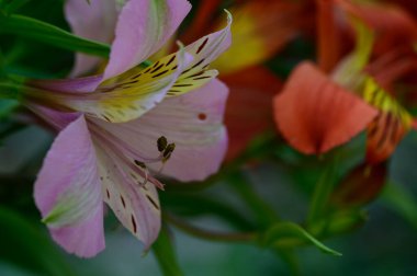 Güneşli yaz gününde bahçede yetişen güzel çiçekler. 