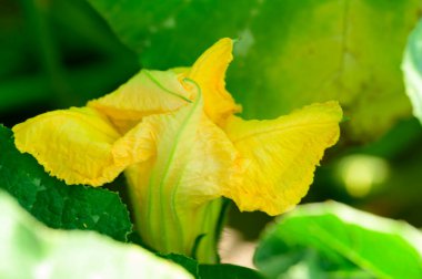 Güneşli yaz gününde bahçede büyüyen güzel bir çiçek. 