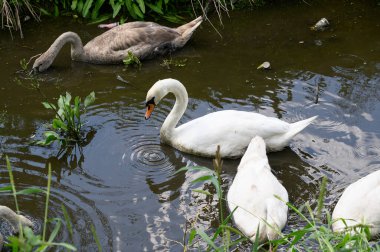 Güzel beyaz kuğular yaz günü göl yüzeyinde yüzerler. 