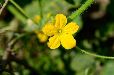 Güneşli yaz gününde bahçede büyüyen güzel bir çiçek. 
