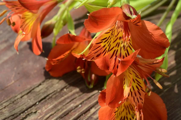 Piękne Kwiaty Drewnianym Tle Koncepcja Letnia Widok Bliska — Zdjęcie stockowe