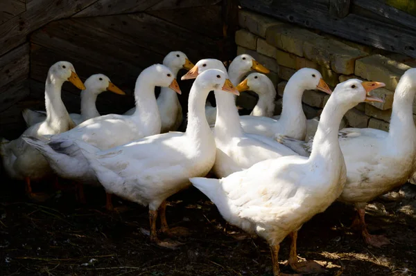 Patos Pastando Chão Dia Verão — Fotografia de Stock