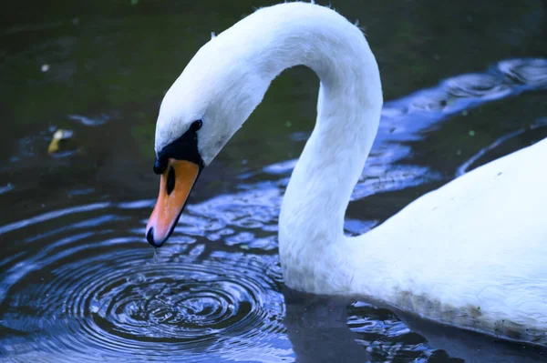 Mooie Witte Zwaan Zwemmen Meer Wateroppervlak Zomerdag — Stockfoto