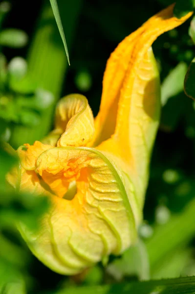 夏の晴れた日に庭で成長する美しい花 — ストック写真