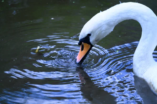 Mooie Witte Zwaan Zwemmen Meer Wateroppervlak Zomerdag — Stockfoto