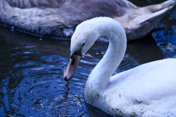 Vackra Vita Svanar Simmar Sjö Vattenytan Sommardagen — Stockfoto