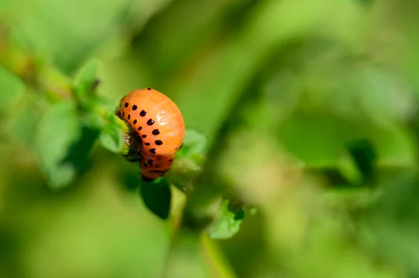 Punaise Sur Belle Plante Poussant Dans Jardin Journée Ensoleillée Été — Photo