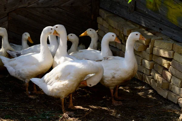 Patos Pastando Chão Dia Verão — Fotografia de Stock