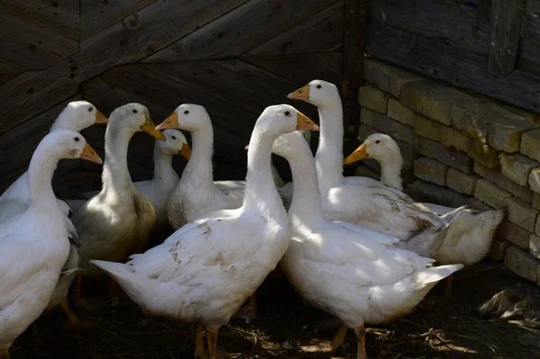 Enten Grasen Sommertagen Auf Dem Boden — Stockfoto