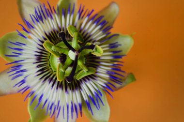 Parlak arka planda güzel bir çiçek, romantik konsept, yakın görüş  