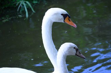 Güzel beyaz kuğular yaz günü göl yüzeyinde yüzerler. 