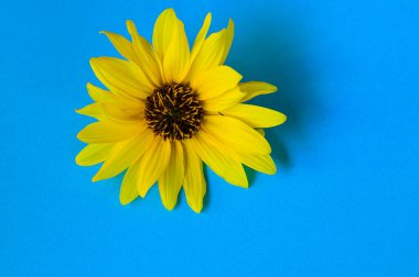 Parlak arka planda güzel bir çiçek, romantik konsept, yakın görüş  