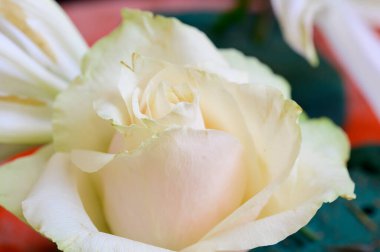 Koyu arkaplanda güzel bir gül, romantik bir konsept, yakın görüş  