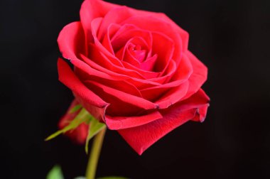 Koyu arkaplanda güzel bir gül, romantik bir konsept, yakın görüş  