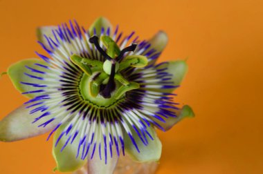 Parlak arka planda güzel bir çiçek, romantik konsept, yakın görüş  