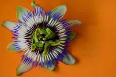 Parlak arka planda güzel bir çiçek, romantik konsept, yakın görüş  