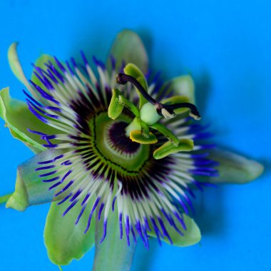 Parlak arka planda güzel bir çiçek, romantik konsept, yakın görüş  